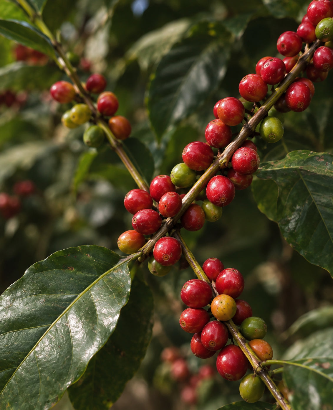 Bloom Coffee lifestyle image 3